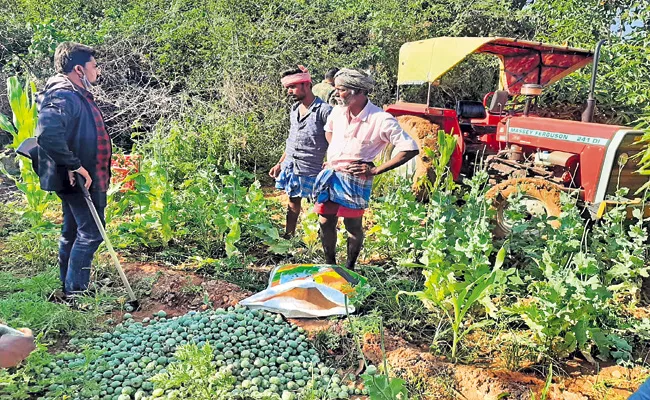 Prohibited poppy cultivation - Sakshi