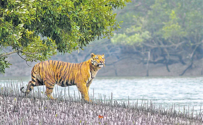 Sunderban National Park Details Here - Sakshi