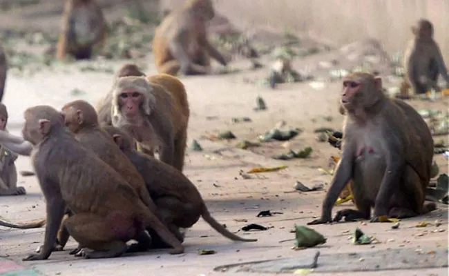 Women Lost Life Cardiac Arrest Fear Being Attacked By Monkeys Dharmapuri - Sakshi