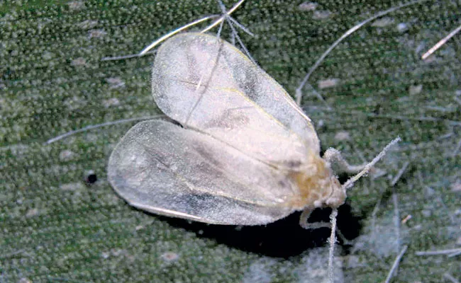 Rugose Spiraling Whitefly: Ambajipeta Coconut Research Centre Find Solution - Sakshi