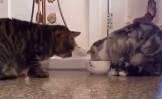 Two Cats Eating In One Bowl Video Goes Viral In Social Media - Sakshi