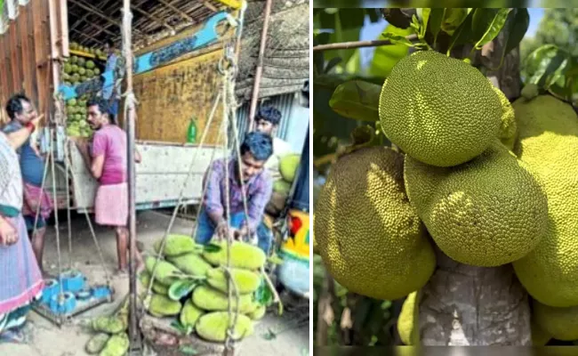 JackFruit Exports From Uddanam Srikakulam To North States - Sakshi