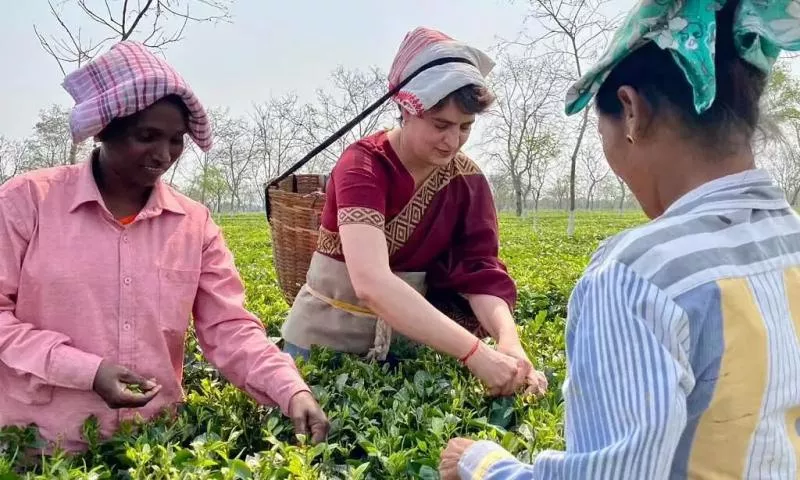 Priyanka Gandhi Tries Hand at plucking Tea Leaves in Assam - Sakshi