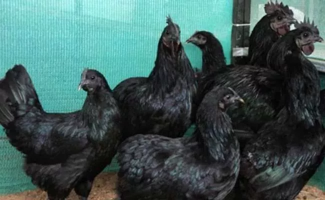 Special Story On Kadaknath Poultry Farming - Sakshi