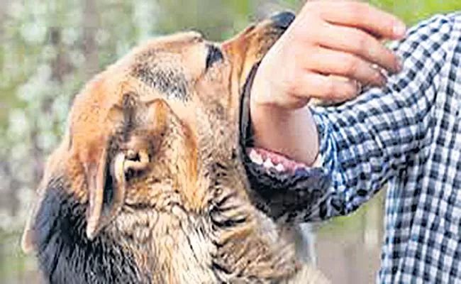 Preventing Infections First Aid For Dog Bites - Sakshi