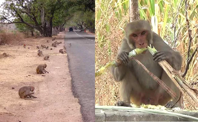 Monkey Struggling For Food In Banswada - Sakshi