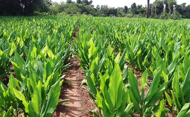 No Turmeric Board In Nizamabad, Farmers Disappointed - Sakshi