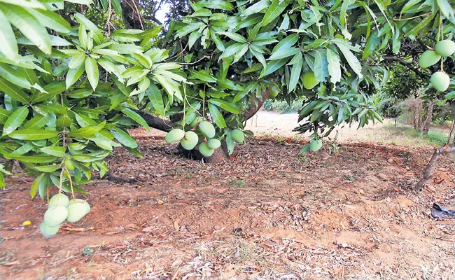 Ulavapadu Mango for the international market - Sakshi