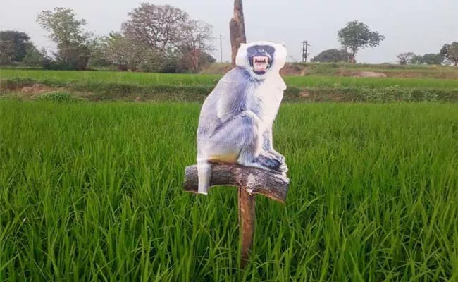 Langur Monkey Photo In Crop Field In Gambhiraopet, Siricilla - Sakshi