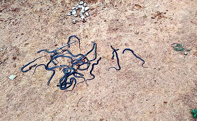 Medak: 21 Baby Snakes Under The Rock - Sakshi