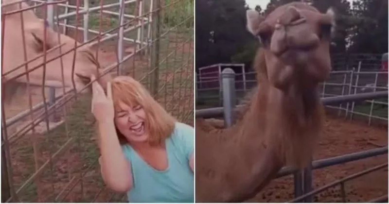 Camel Chews Off Woman Hair When She Tries to Take Selfie With It - Sakshi