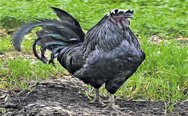 Huge Demand For Kadaknath Chicken - Sakshi