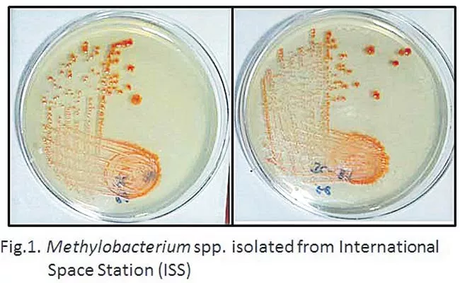 Agriculture On Space: NASA, UoH Scientists Research A New Bacteria - Sakshi