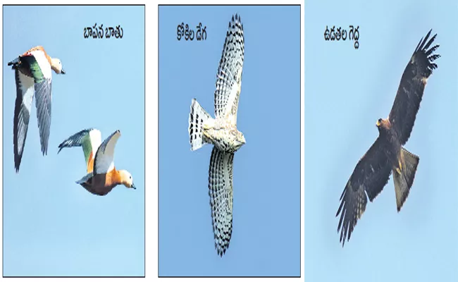 174 bird species in near of Vijayawada - Sakshi