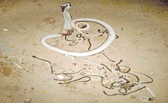 Small Snakes Found In Mahaboobabad District - Sakshi