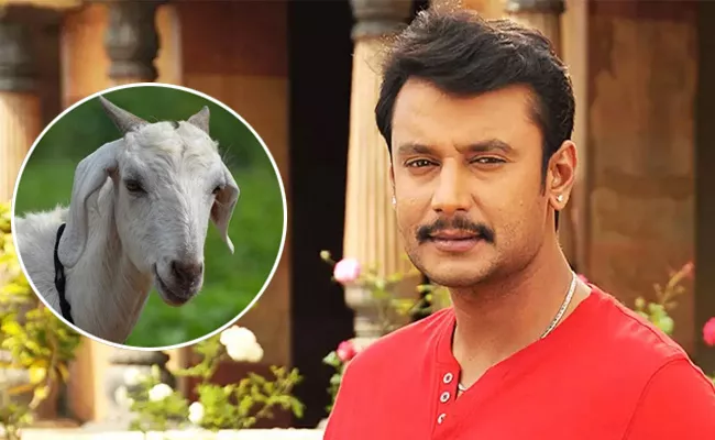 Fan Gifts Goat To Darshan, Hero Invites Him To Farm House - Sakshi