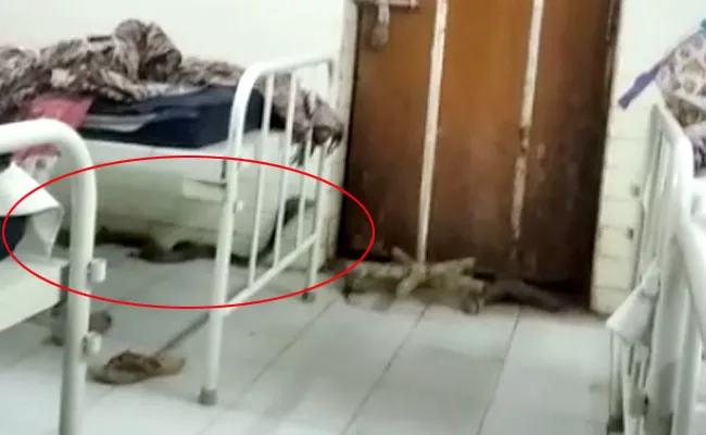 Snake In Adilabad RIMS Hospital - Sakshi