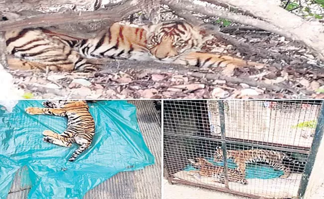 2 Tiger Cubs Die Of Starvation In Bandipur; 1 Rescued - Sakshi