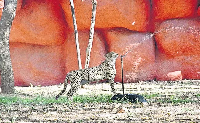 Special Story On Nehru Zoological Park  Water Sprinklers Installed Over Animals Shed  - Sakshi