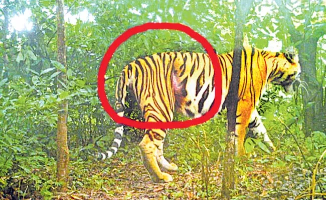 Forest Staff Search Operation For K 4 Tiger In Eturnagaram Range - Sakshi