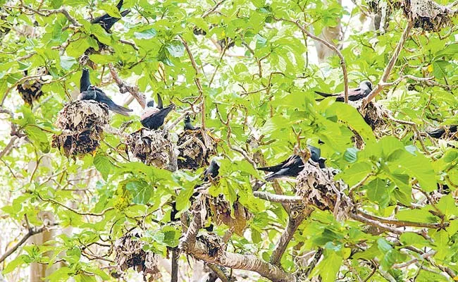 Bird Catcher Tree Pisonia Lures Birds With Nuts Then Eliminate Them - Sakshi