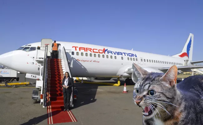 Cat Attacks Pilot On Flight, Forcing Plane To Divert Back - Sakshi