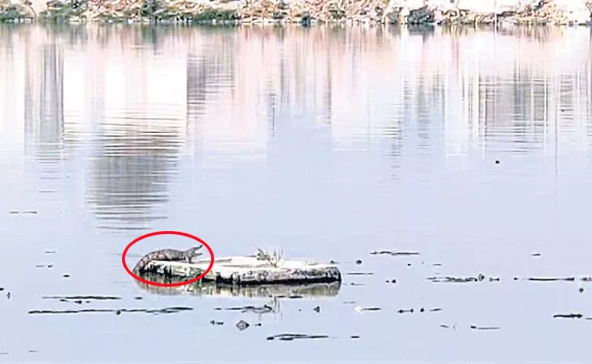 Crocodile In Saroornagar Cheruvu In Hyderabad - Sakshi