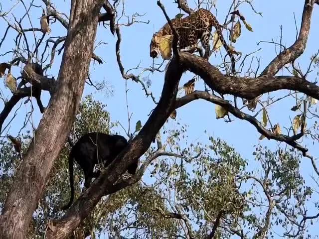 Viral Video: Exciting Encounter Between A black Panther And Leopard In Kabini