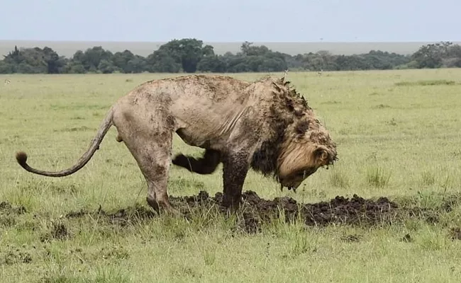 Lion Claws: Dig For Pig.. Warthog Life Ends In Nairobi National Park - Sakshi