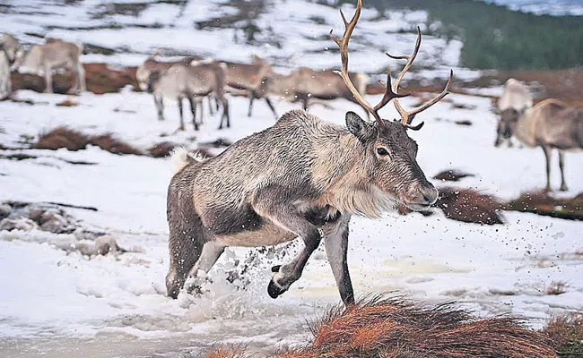 Scandinavian Countries Reindeer Milk Nutrition: Donkey, Camel, Yak Milk - Sakshi