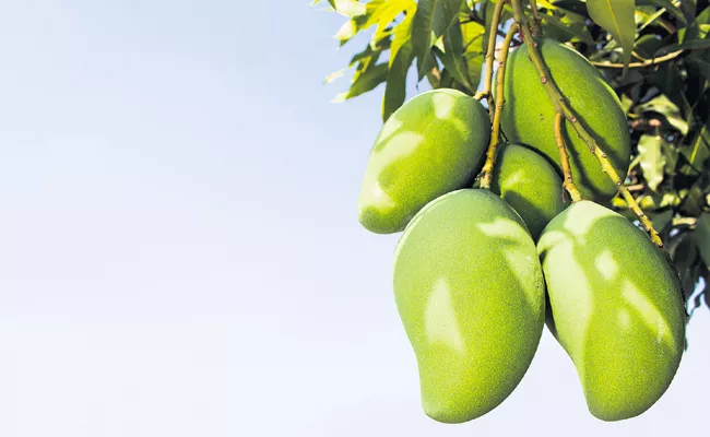 Department of Horticulture promoting mango exports - Sakshi