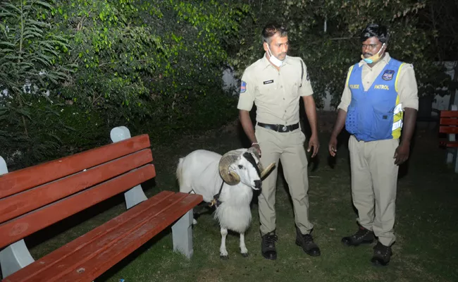 2 Sheeps Turned Into Headache For Banjara Hills Police - Sakshi