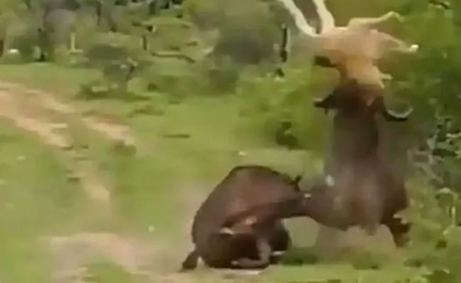 Lion Tries To Hunt Buffalo But Gets A Dhobhipachhad From His Friend - Sakshi