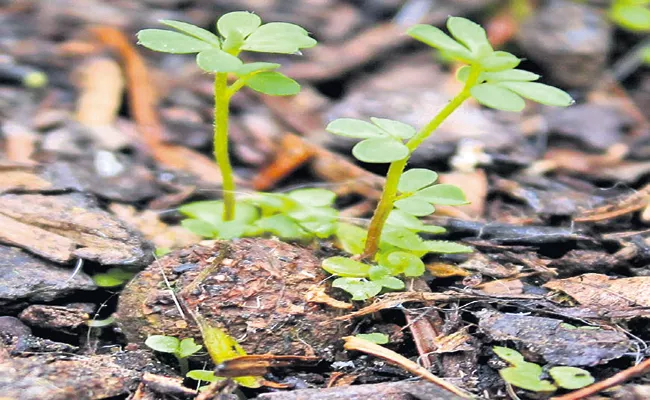 Check for temperatures with Seed Balls - Sakshi