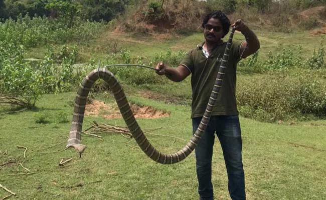 Snake Catcher Catches Giri Nagu Snake In Visakha District - Sakshi