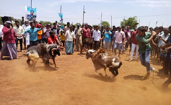 Sheep Competitions In Kurnool District - Sakshi