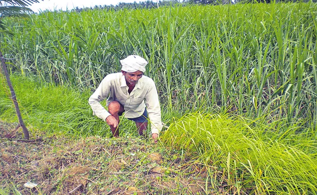 AP government support for Dairy farmers - Sakshi