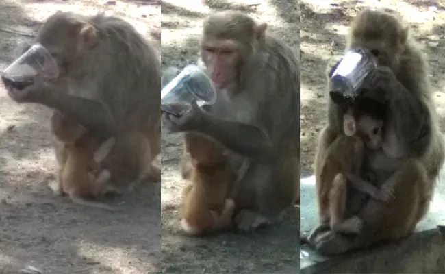 Monkey Feeding Its Baby While Drinking Cool Drink East Godavari - Sakshi