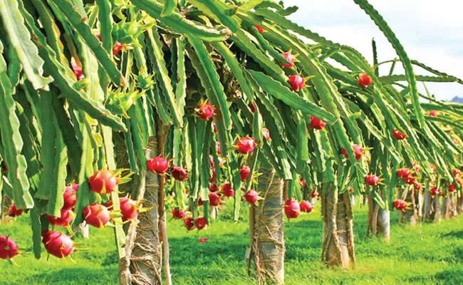 AP Government Support For Dragon Fruit Cultivation - Sakshi