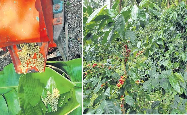 Demand For Visakha Manyam Coffee Beans - Sakshi