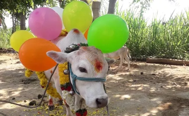 Cow Calf Birthday Celebrations In Chittoor District - Sakshi