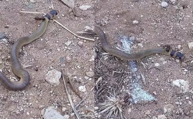 Tiny Ant Attack On Deadly Brown Snake In Australia - Sakshi