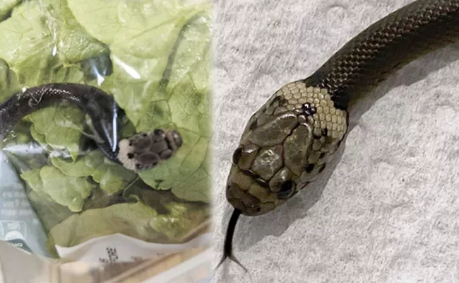 Sydney Man Finds Snake In Lettuce Bought At Supermarket - Sakshi