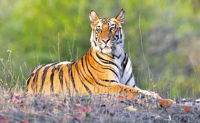 Expanding Srisailam Tiger Corridor‌ - Sakshi