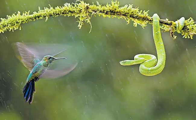 Hummingbird and Green Pit  Fighting Viral Photo - Sakshi