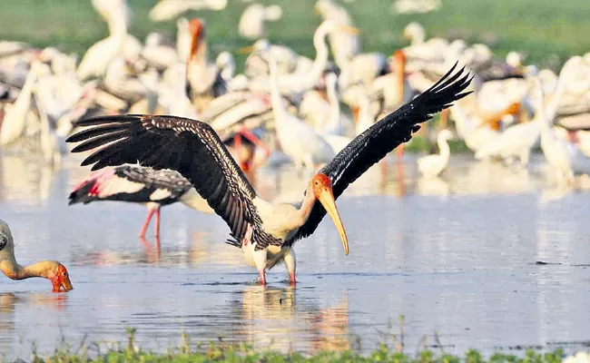 Decreased bird Wandering In Kolleru - Sakshi