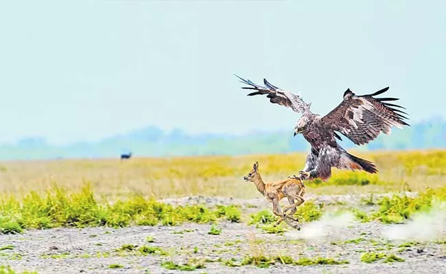 Eagle Catch The Deer In Rajastan Forest - Sakshi