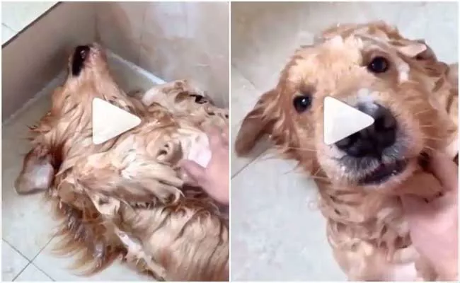 Cute Dog Plays Dead To Avoid Taking a Bath In Viral Video - Sakshi