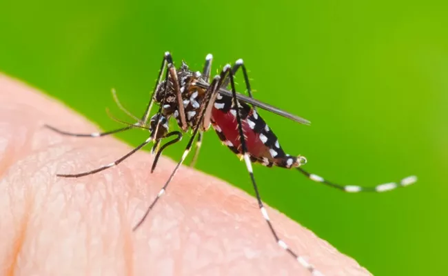 Dengue Fever Cases Rise In Delhi 4 Fresh Cases In Last Week - Sakshi