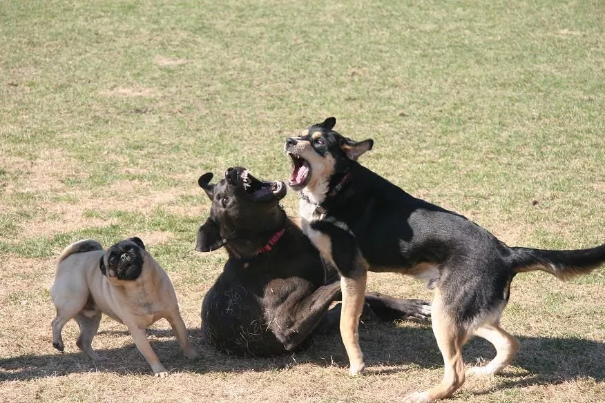 Uttar Pradesh: 12 Dogs Attacked 7 Year Old Girl  Cctv - Sakshi